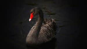 Navigating the Black Swan: The Hidden Costs of Unknown Unknowns