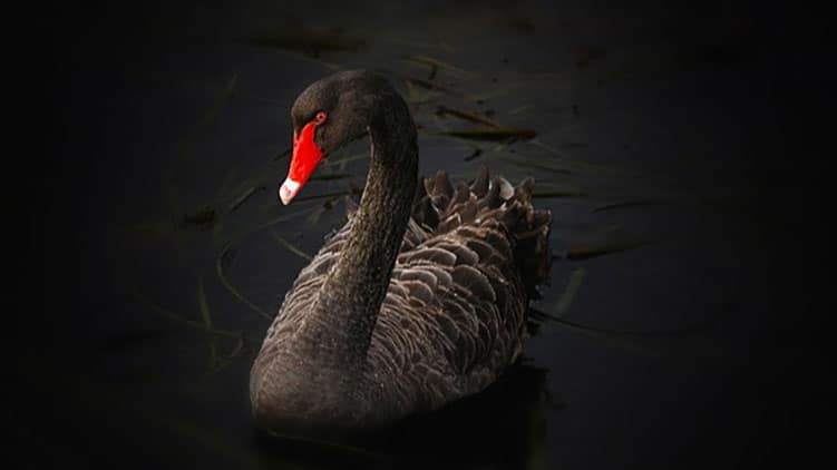 Navigating the Black Swan: The Hidden Costs of Unknown Unknowns