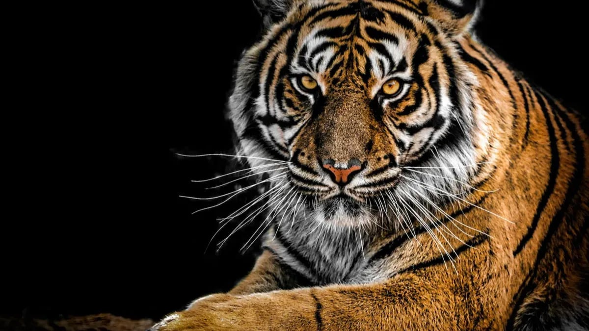 The Controversy of Predatory Pricing